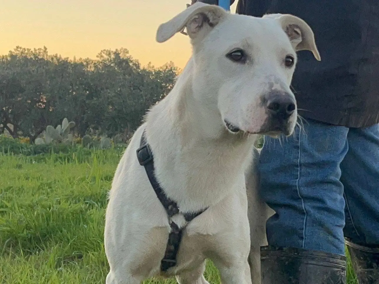 Vuoi adottare un cane a Barletta?