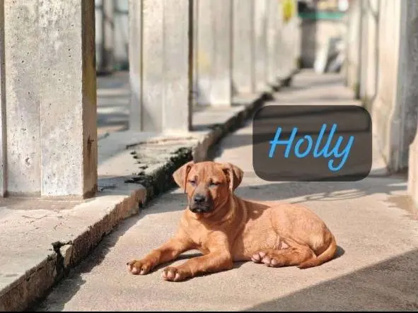 Foto 1 dell'animale