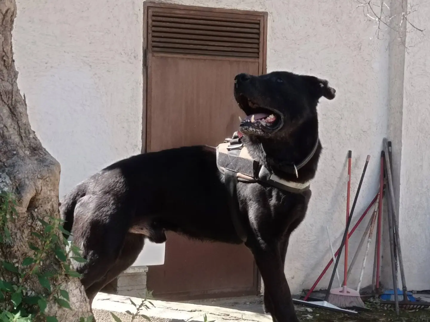Vuoi adottare un cane a Pescara?