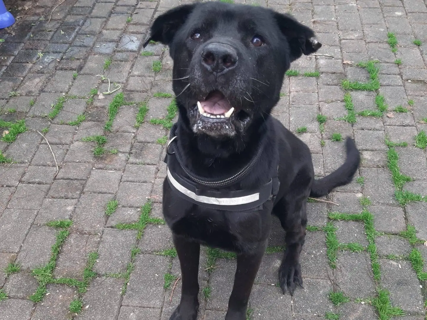 Adotta un cane, maschio, 8 anni e 2 mesi, Pescara