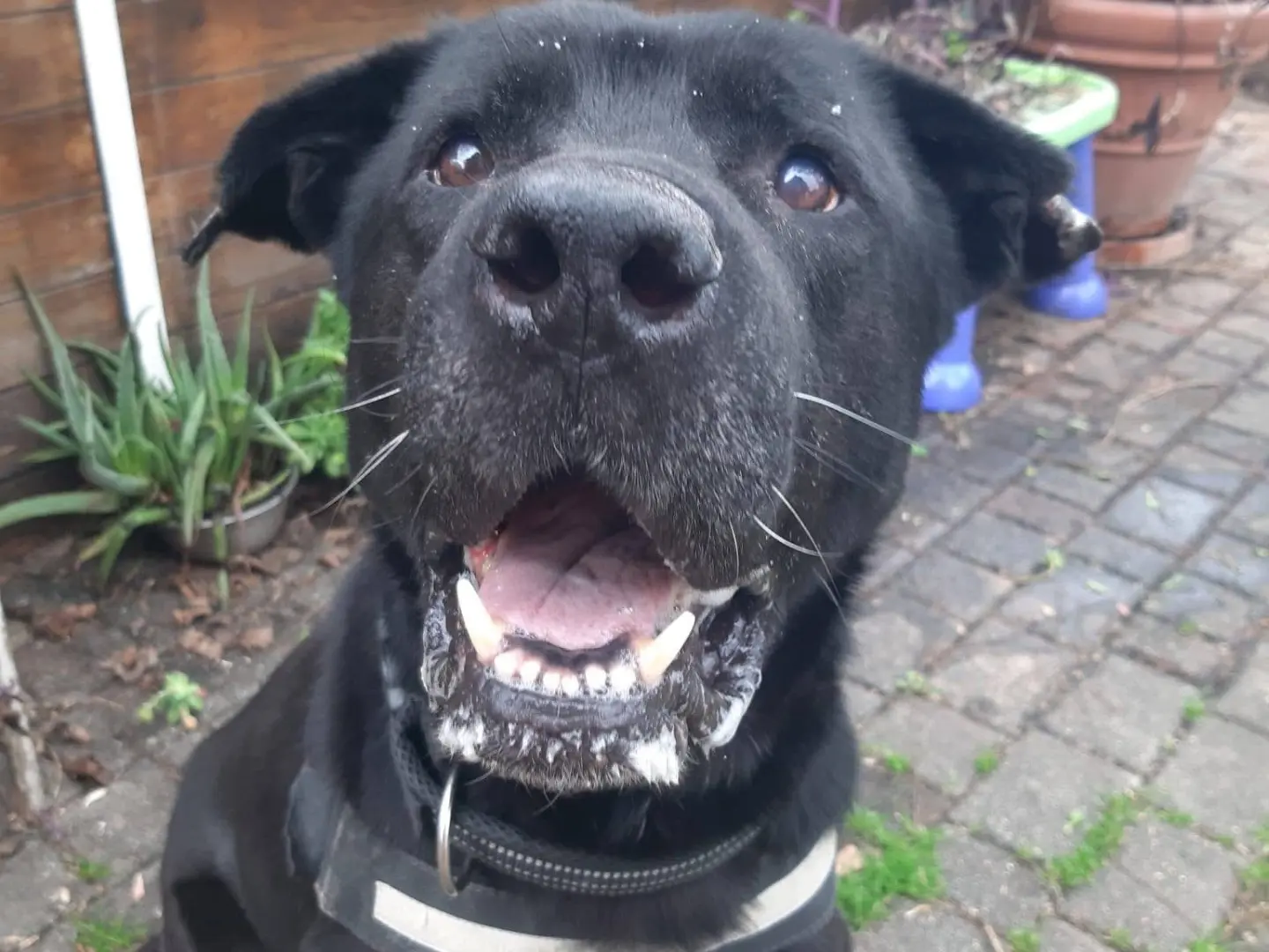 Adozione cane, maschio, Corso Razza sconosciuta, 8 anni e 2 mesi, taglia gigante, Pescara
