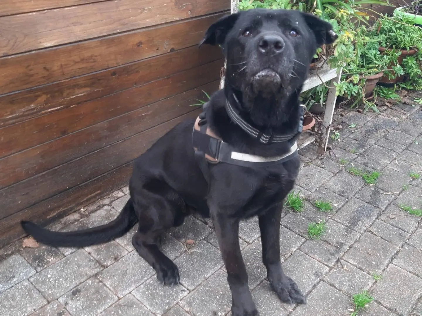 Adotta il cane Thor a Pescara