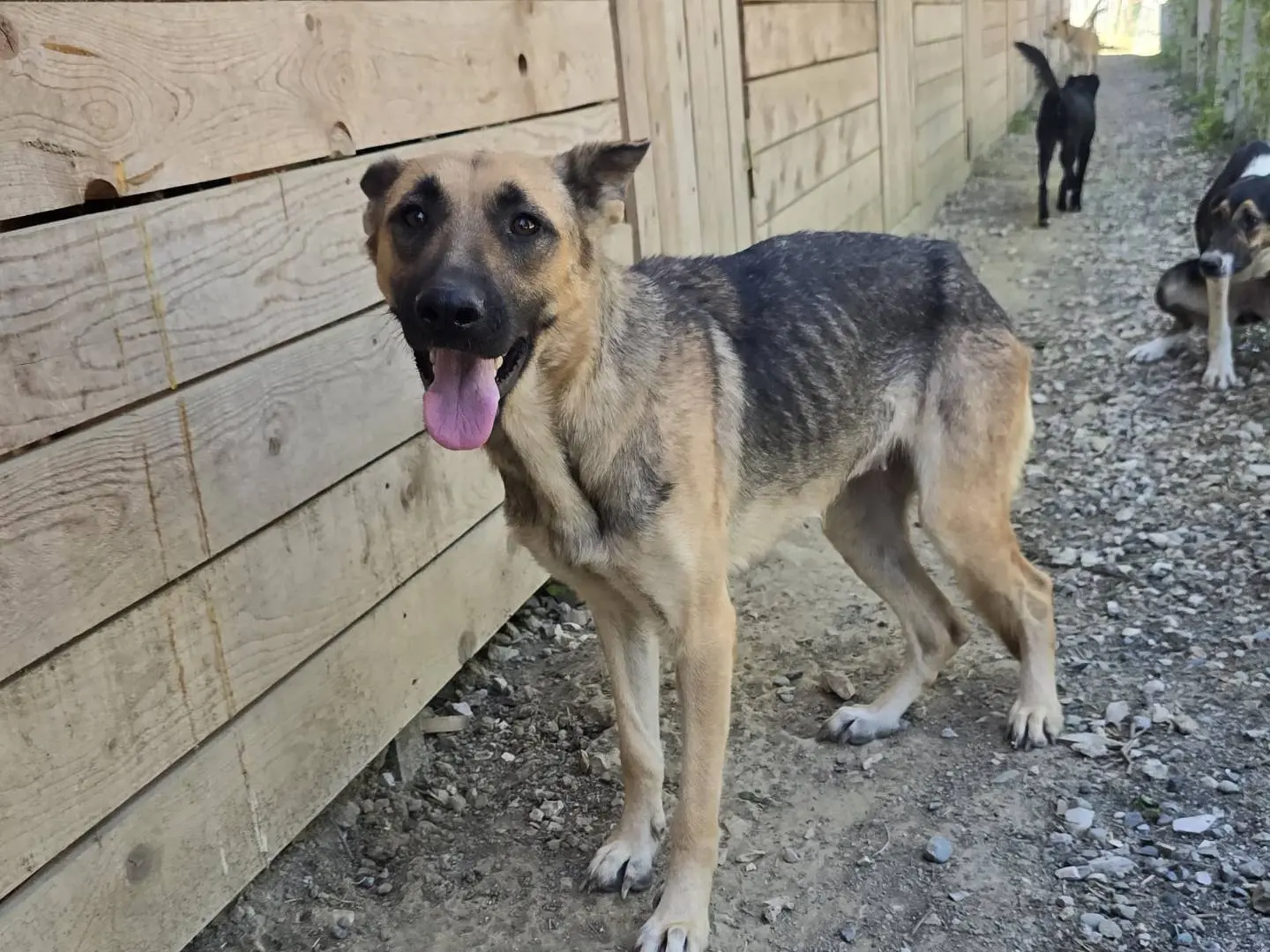 Adotta il cane Greta a Udine