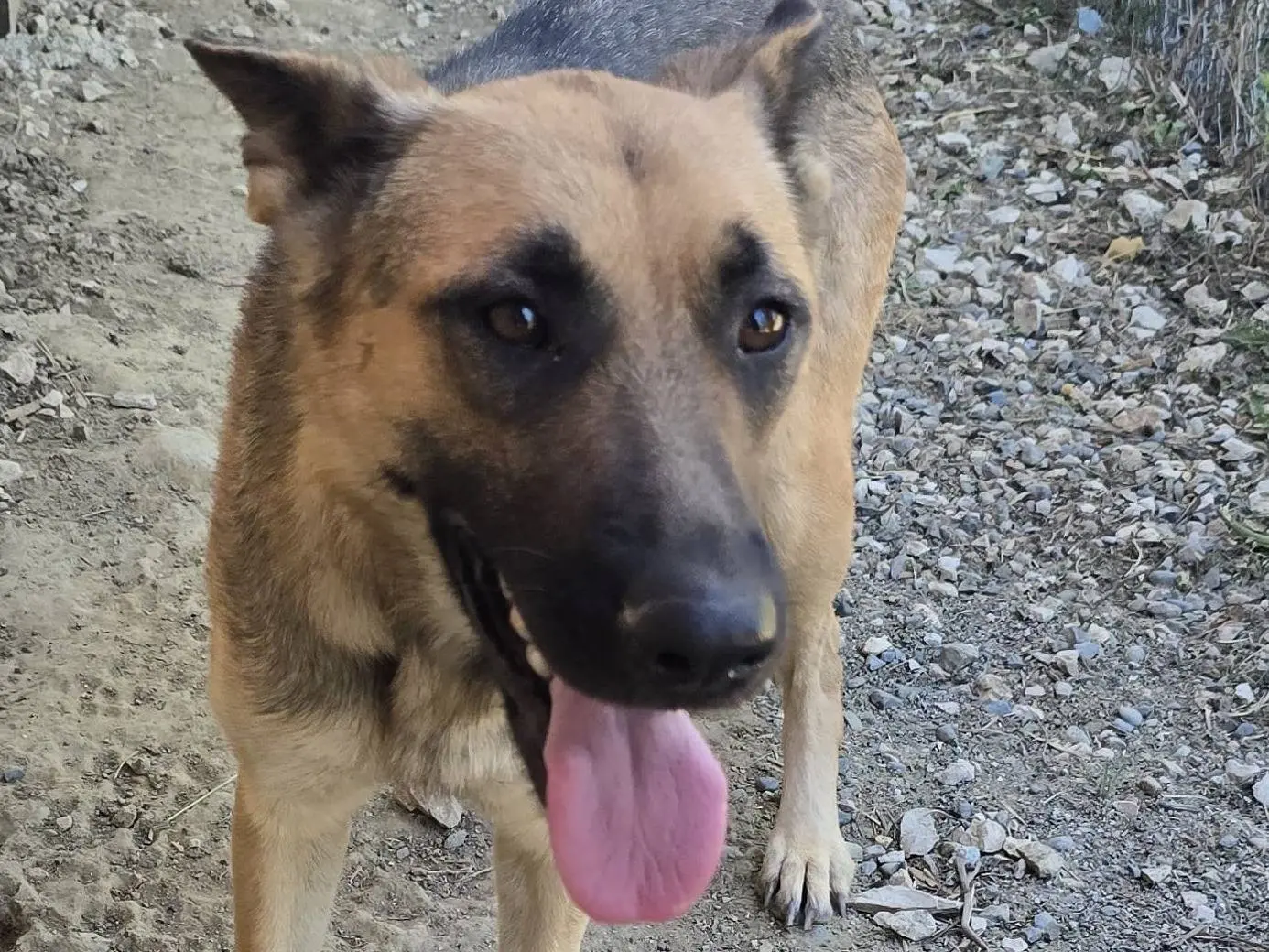 Adozione cane, femmina, Razza sconosciuta Razza sconosciuta, 2 anni e 2 mesi, taglia media, Udine