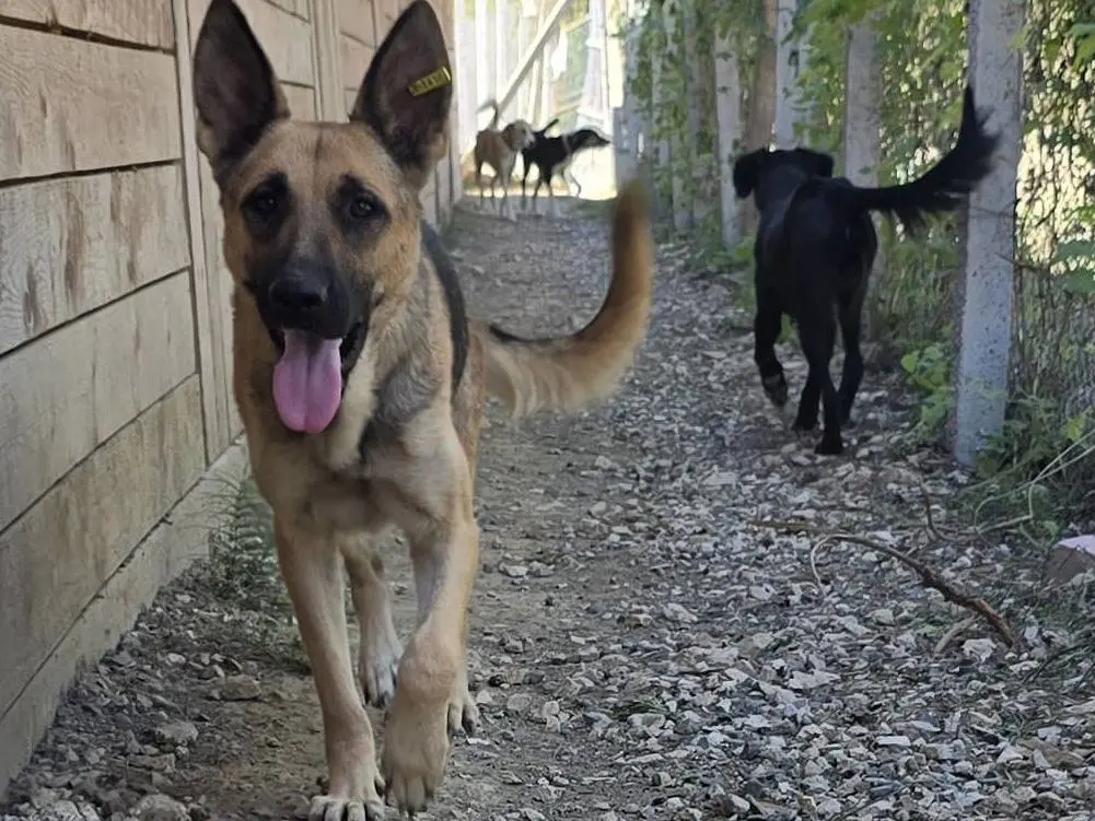 Adotta un cane, taglia media, femmina, Udine