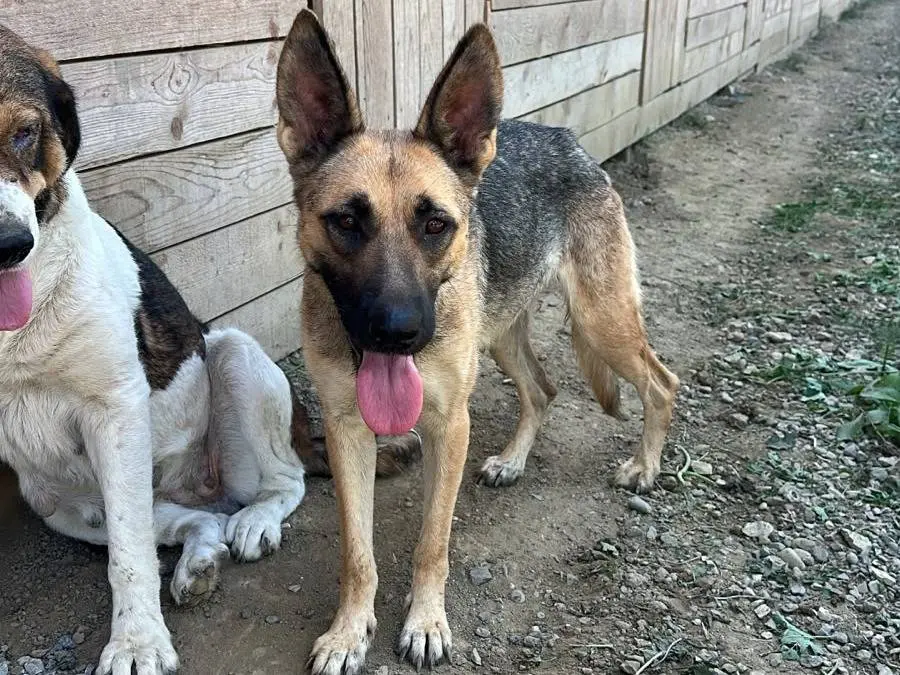 Vuoi adottare un cane a Udine?