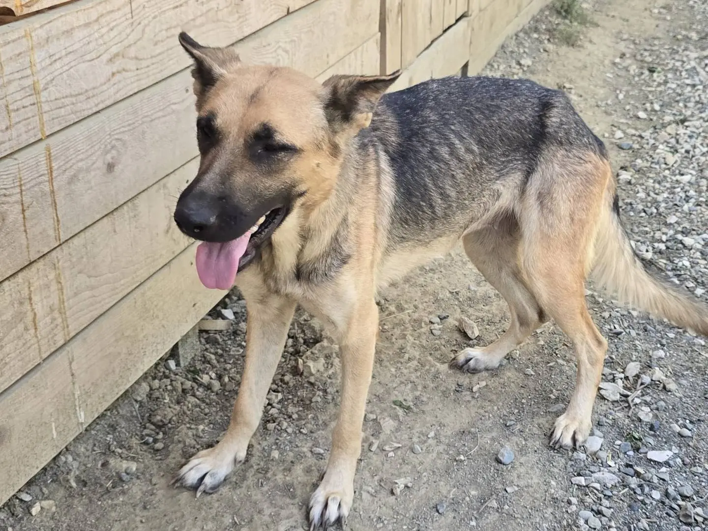 Adotta un cane, femmina, 2 anni e 2 mesi, Udine