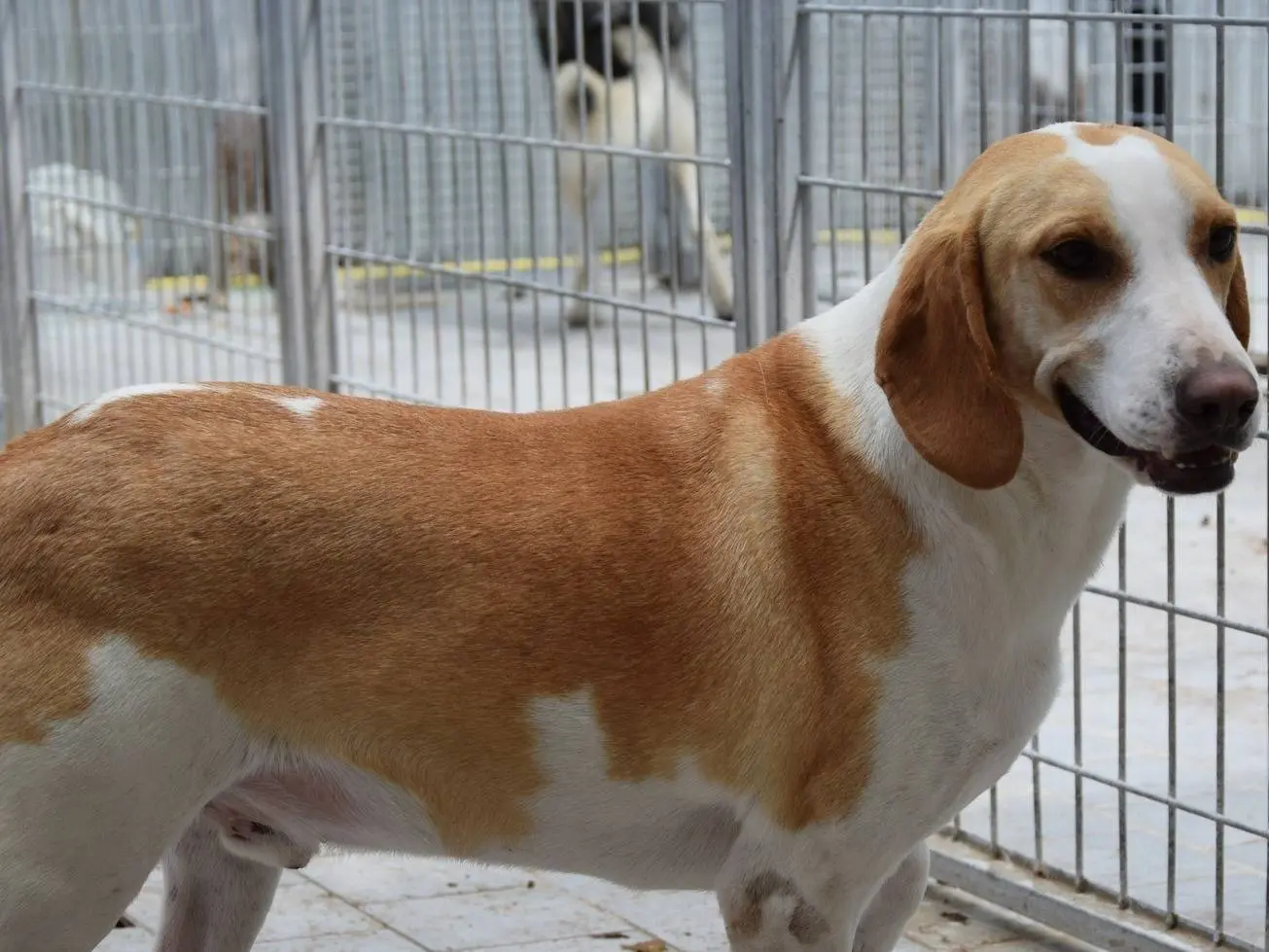 Adozione cane, maschio, Segugio Razza sconosciuta, 3 anni e 4 mesi, taglia media contenuta, Brescia