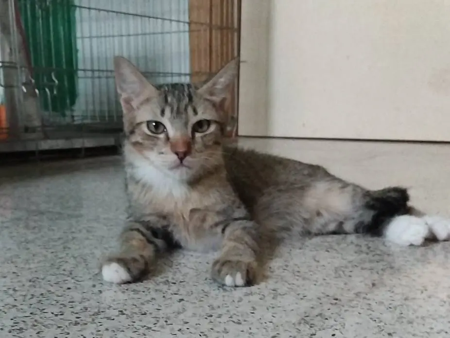 Adotta un gatto, maschio, 7 mesi, Brescia