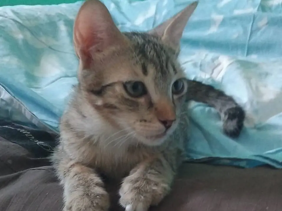 Adozione gatto, maschio, Razza sconosciuta Razza sconosciuta, 7 mesi, taglia non valida, Brescia