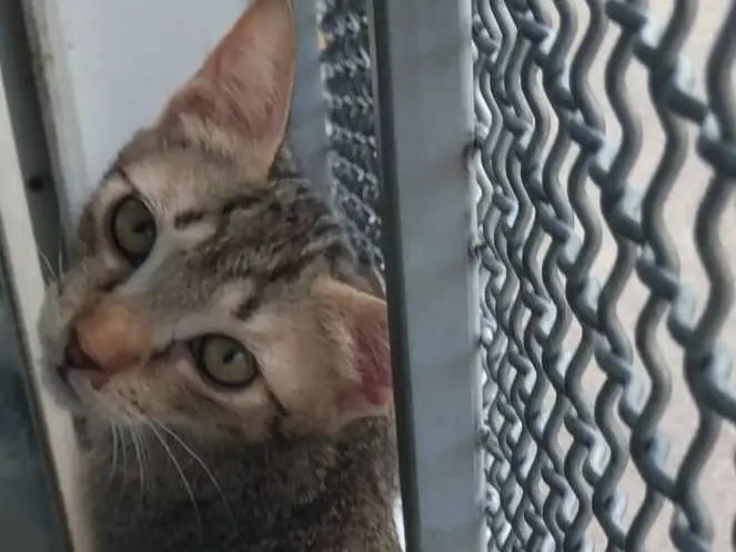 Vuoi adottare un gatto a Brescia?