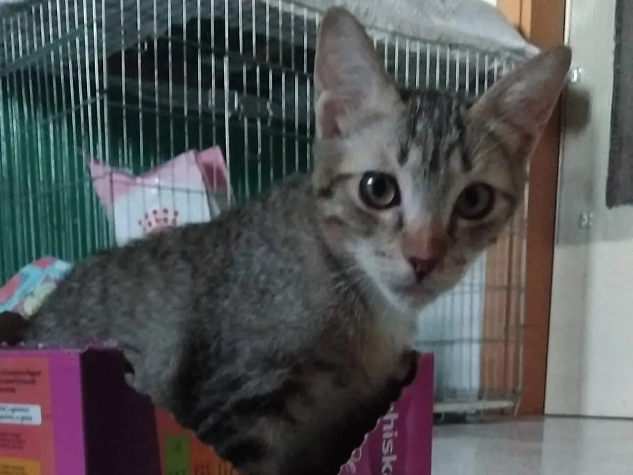 Adotta un gatto, taglia non valida, maschio, Brescia