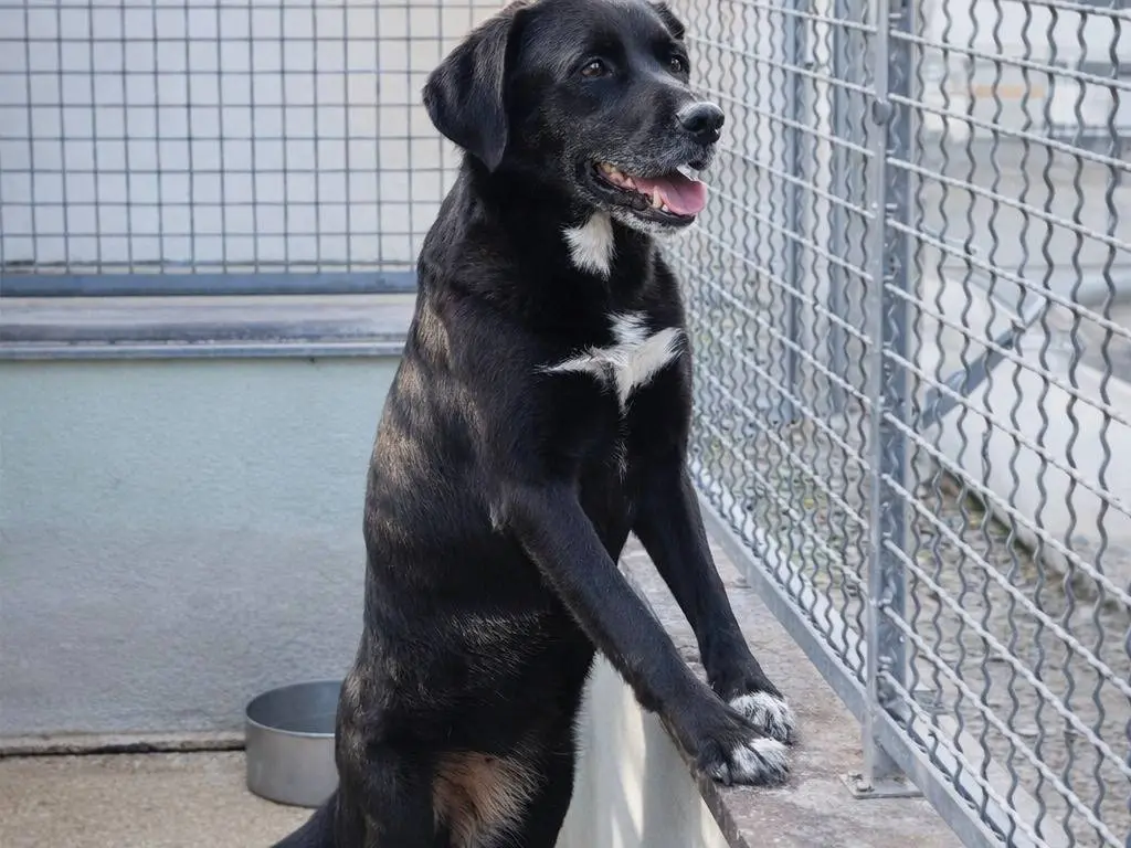 Adotta un cane, femmina, 3 anni e 6 mesi, Avellino