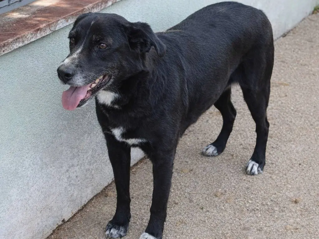 Adotta un cane, taglia media, femmina, Avellino