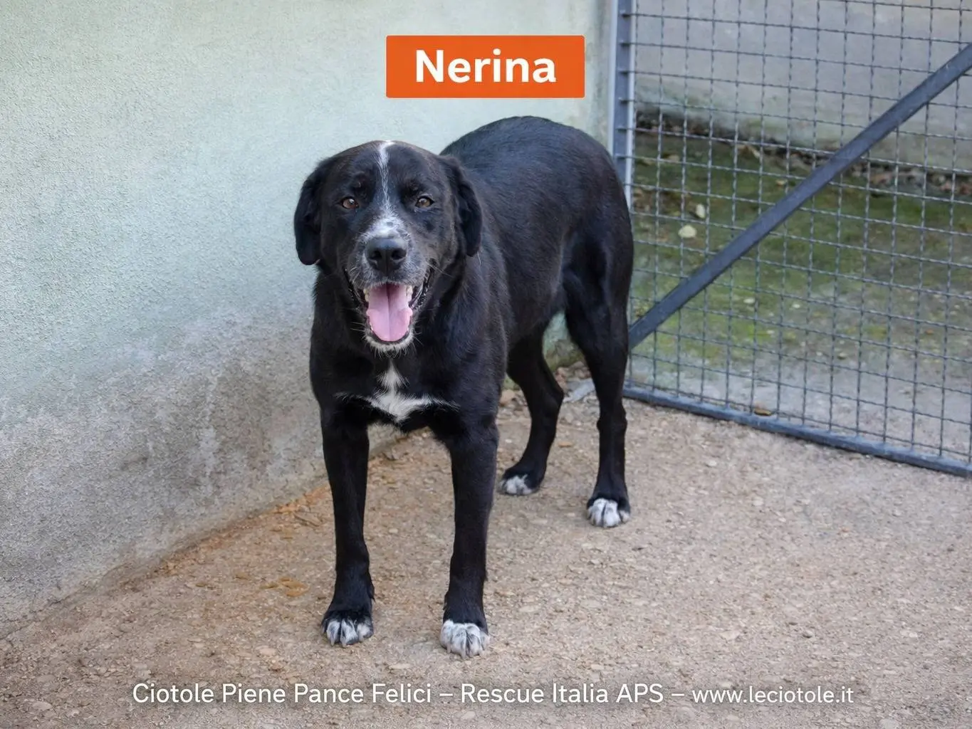 Adozione cane, femmina, Razza sconosciuta Razza sconosciuta, 3 anni e 6 mesi, taglia media, Avellino
