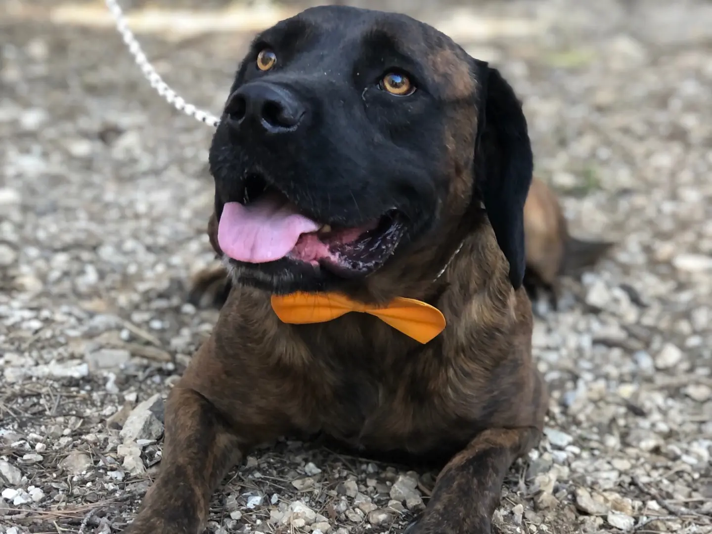 Adotta un cane, maschio, 2 anni e 8 mesi, Latina