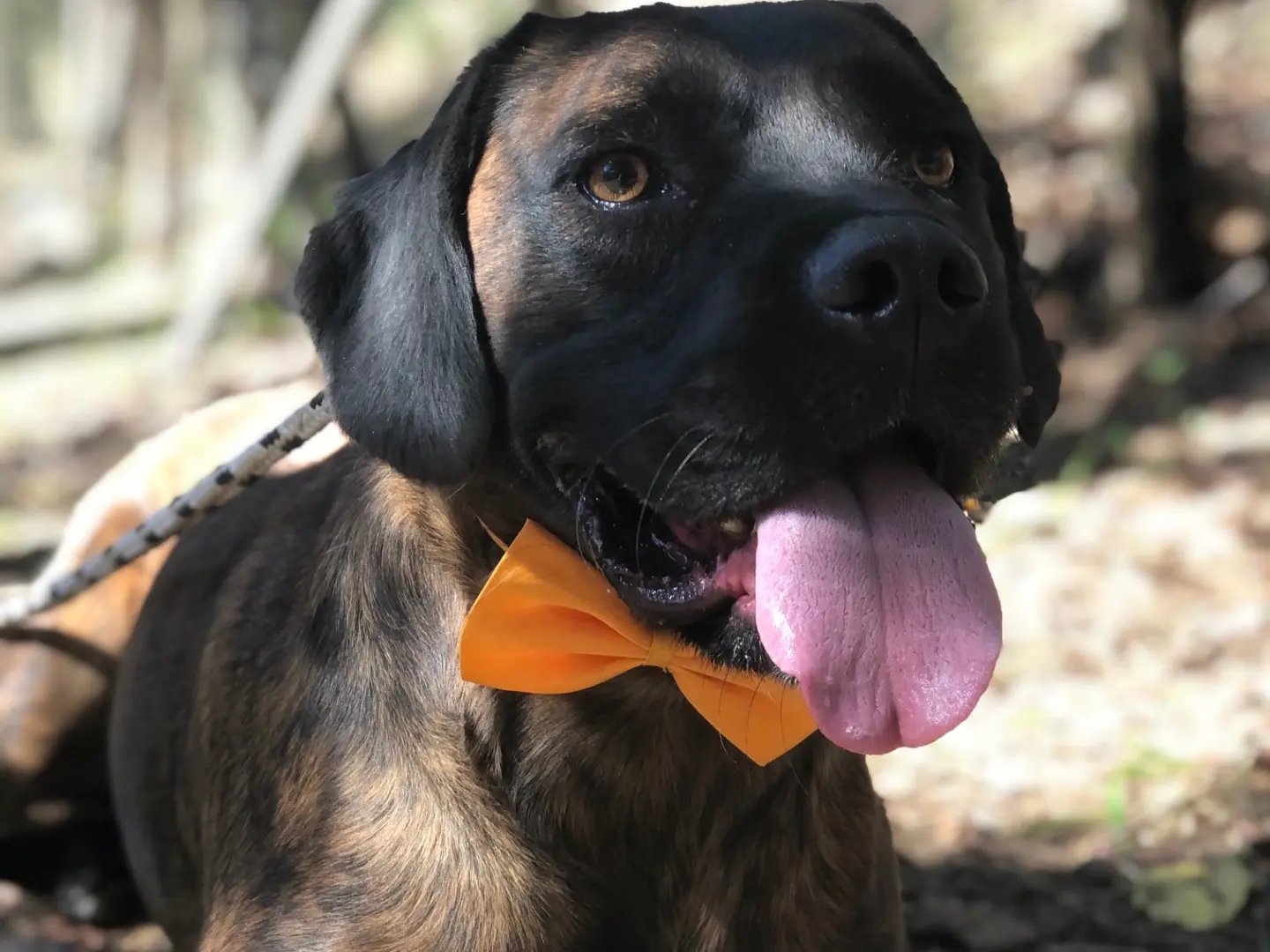 Adozione cane, maschio, Razza sconosciuta Razza sconosciuta, 2 anni e 8 mesi, taglia media, Latina