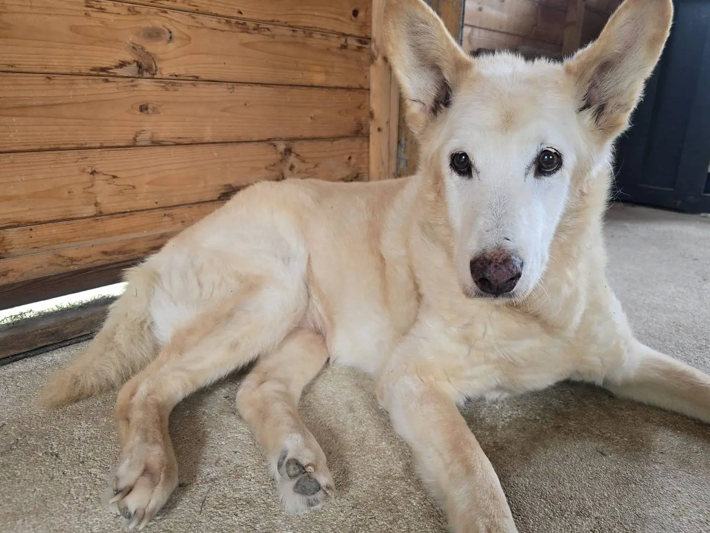 Adotta un cane, maschio, 12 anni e 2 mesi, Frosinone
