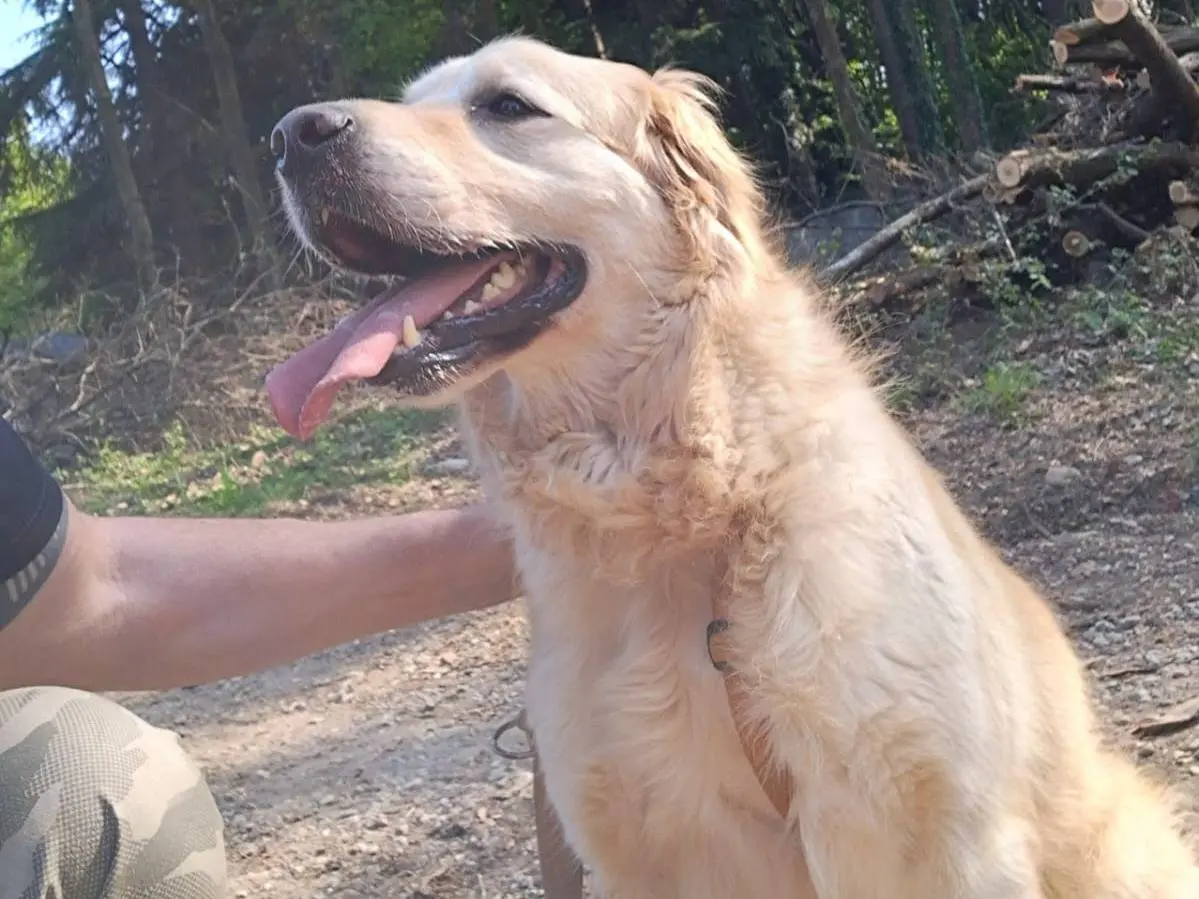 Adozione cane, maschio, Golden Retriever Razza sconosciuta, 3 anni e 1 mese, taglia media, Milano