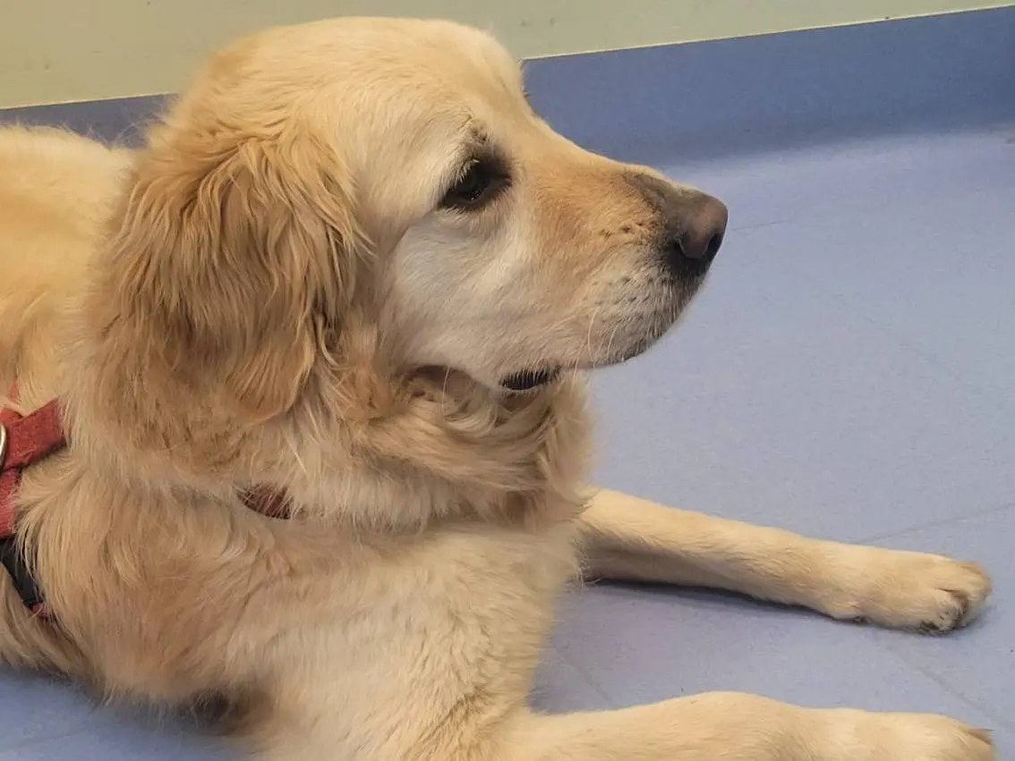 Adotta un cane, maschio, 3 anni e 1 mese, Milano