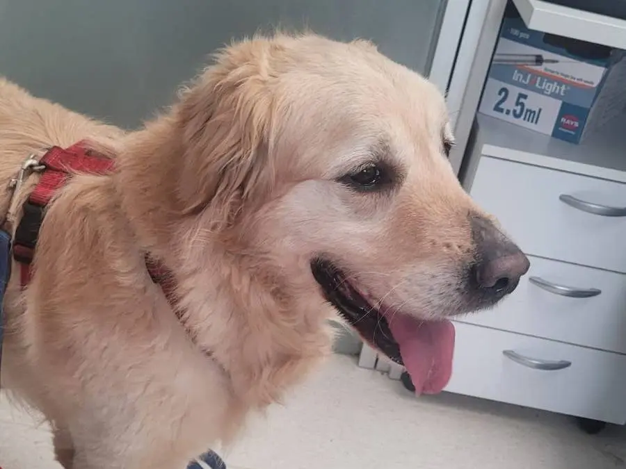 Vuoi adottare un cane a Milano?