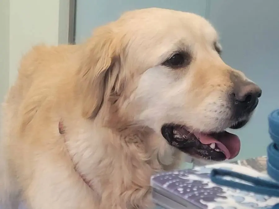 Adotta un cane, taglia media, maschio, Milano