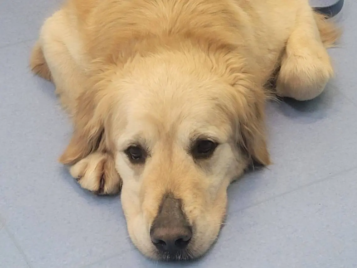 Adotta il cane Casper a Milano
