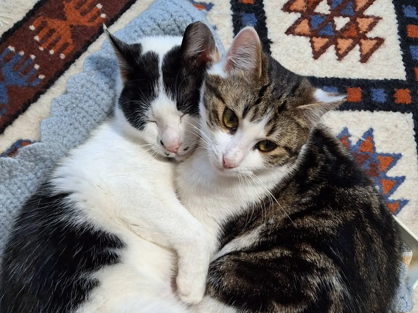Adotta un gatto, taglia non valida, maschio, Bologna