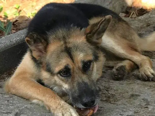 Adozione cane, maschio, Pastore tedesco Razza sconosciuta, 4 anni e 8 mesi, taglia grande, Latina