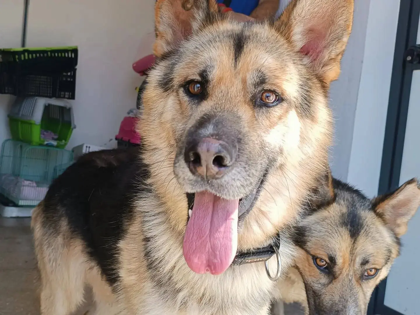 Adotta un cane, maschio, 4 anni e 8 mesi, Latina