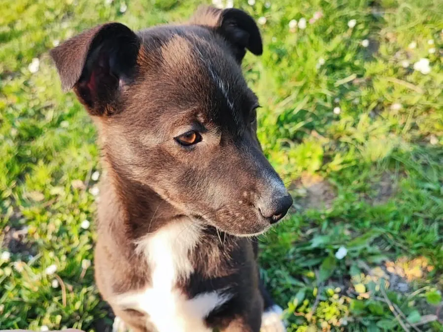 Vuoi adottare un cane a Avellino?