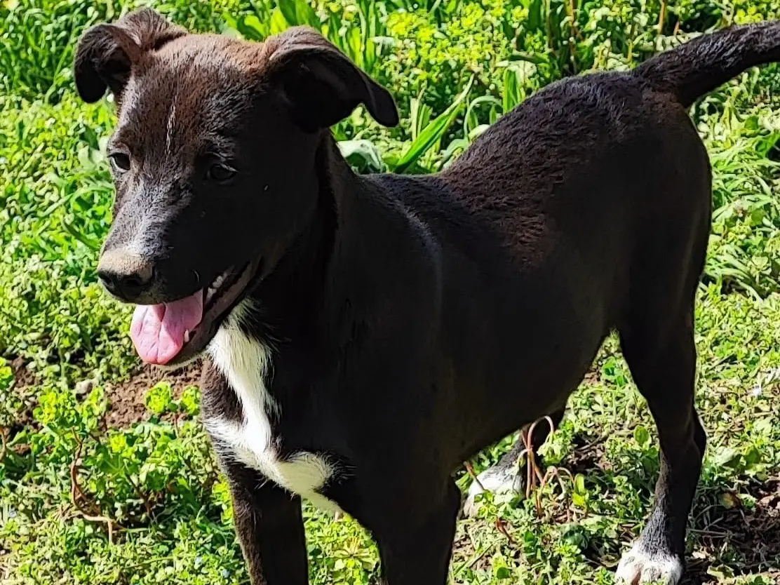 Adotta un cane, taglia media contenuta, maschio, Avellino