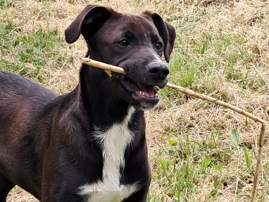 Adotta un cane, maschio, 1 anno e 9 mesi, Avellino