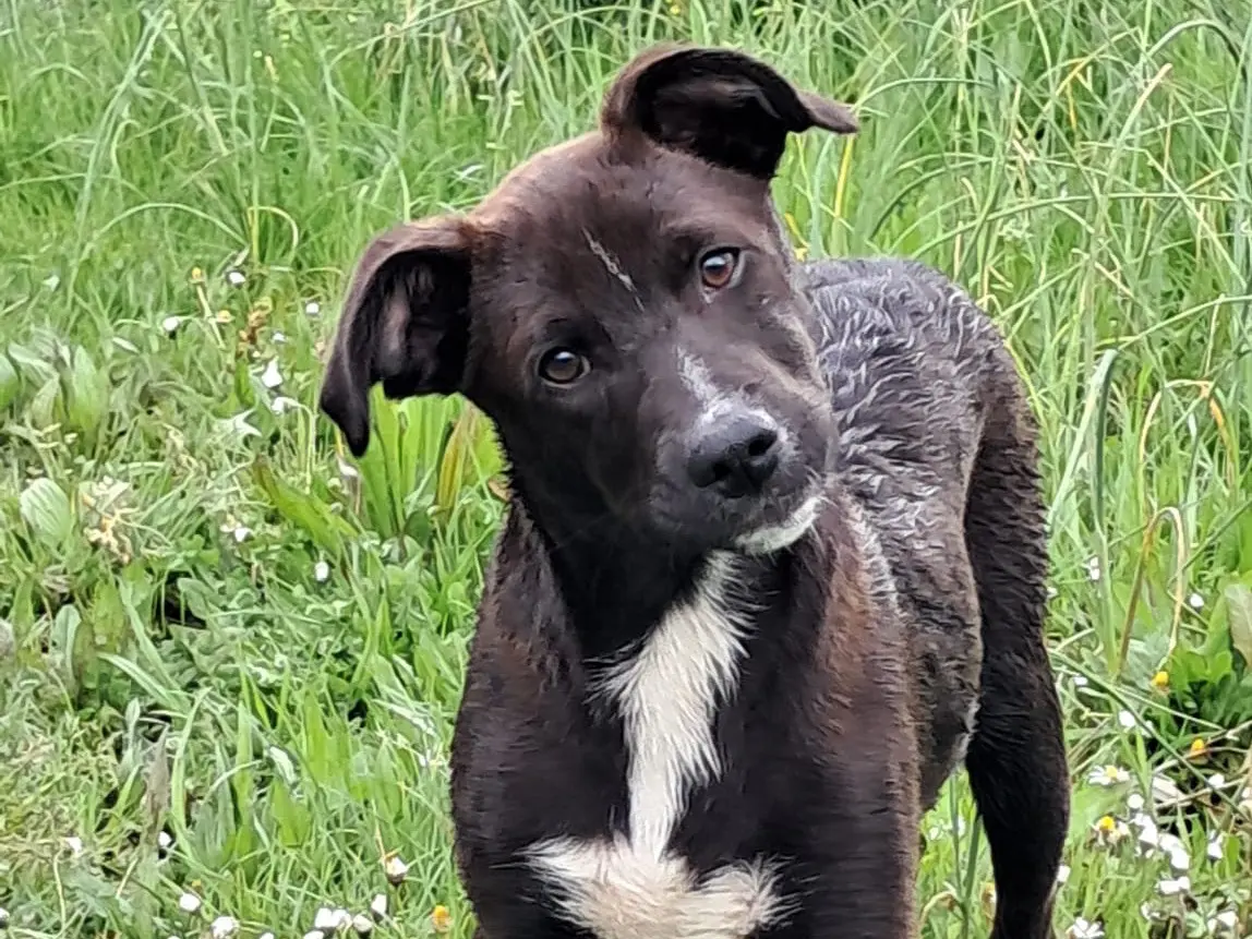 Adozione cane, maschio, Razza sconosciuta Razza sconosciuta, 1 anno e 9 mesi, taglia media contenuta, Avellino
