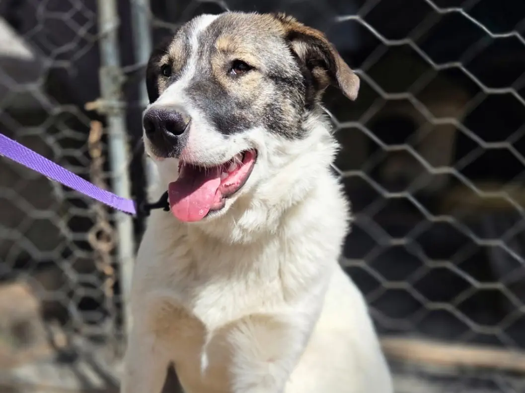Adozione cane, femmina, Razza sconosciuta Razza sconosciuta, 1 anno e 2 mesi, taglia media, Monza