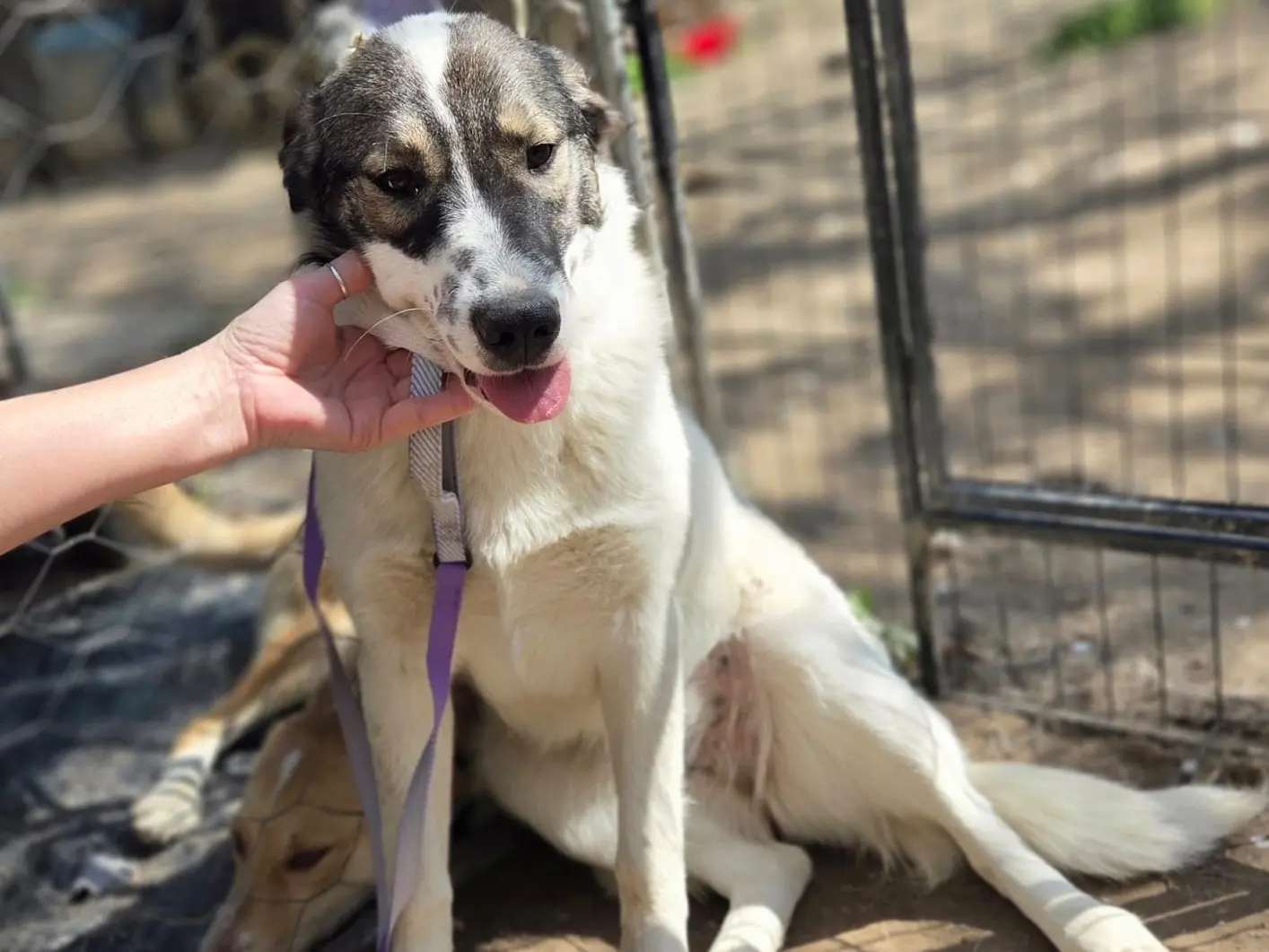 Adotta un cane, femmina, 1 anno e 2 mesi, Monza