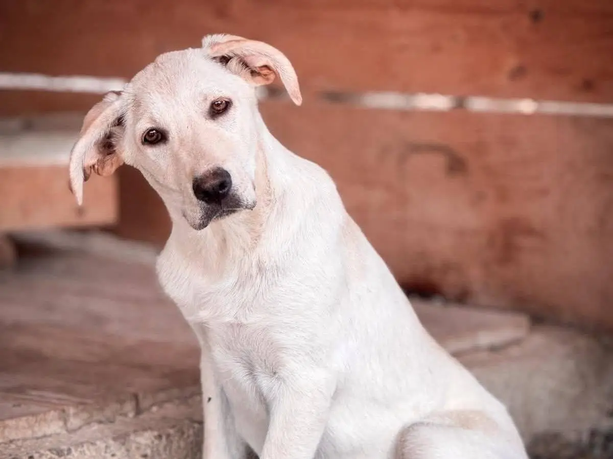 Adotta un cane, femmina, 2 anni e 4 mesi, Crotone