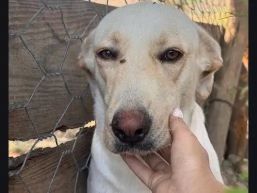 Adozione cane, femmina, Labrador Retriever Razza sconosciuta, 2 anni e 4 mesi, taglia grande, Crotone