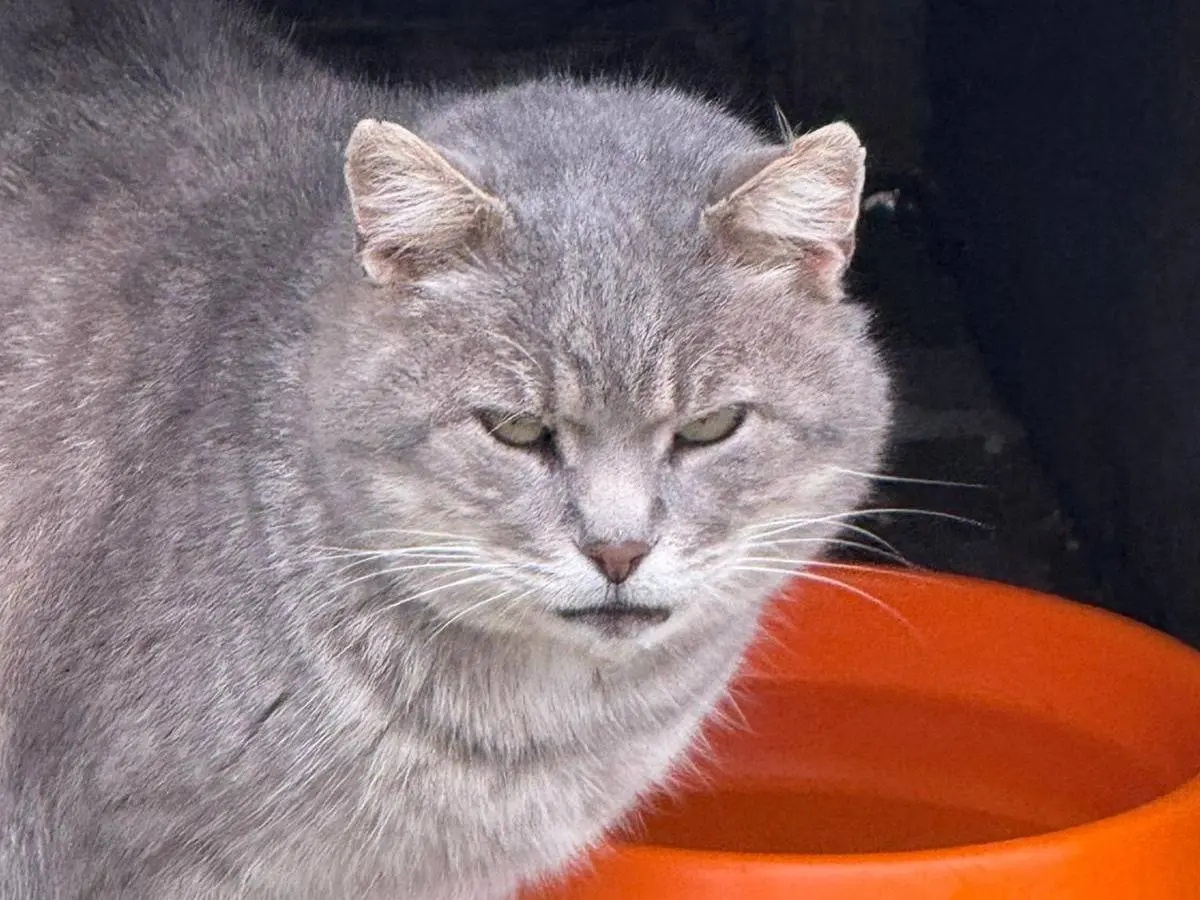Adotta un gatto, maschio, 11 anni e 9 mesi, Ravenna