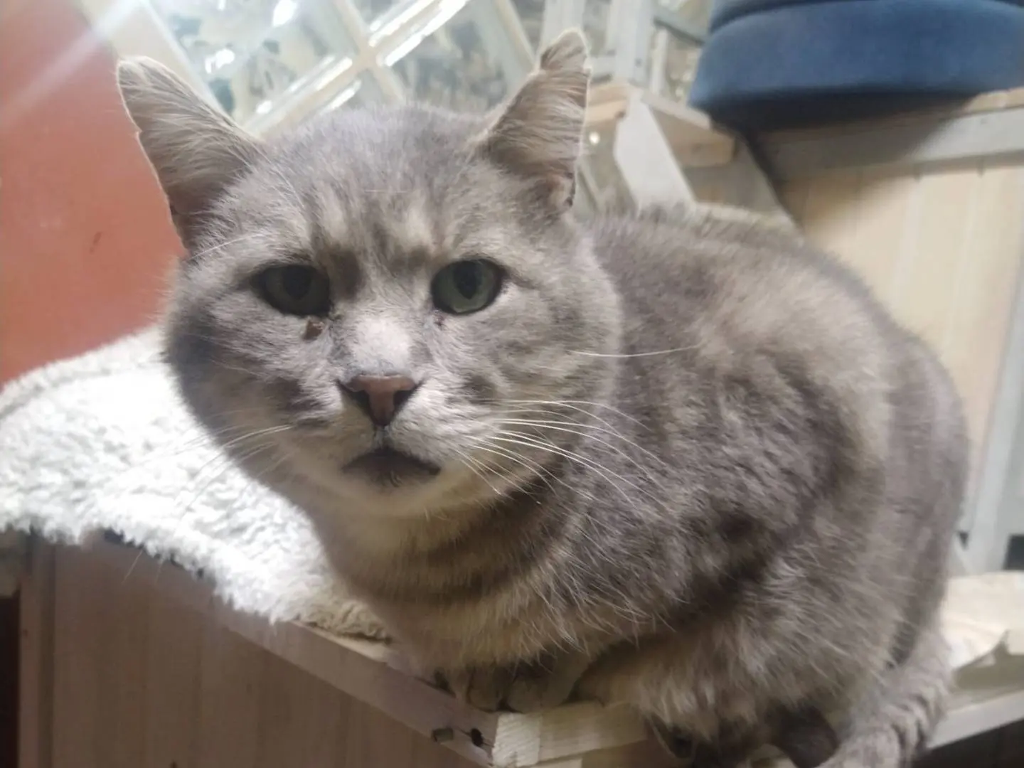 Adotta un gatto, taglia non valida, maschio, Ravenna