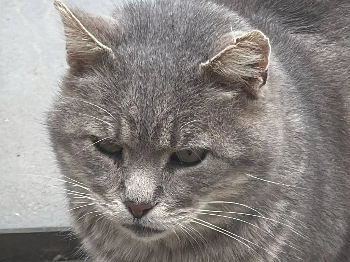 Adozione gatto, maschio, Razza sconosciuta Razza sconosciuta, 11 anni e 9 mesi, taglia non valida, Ravenna