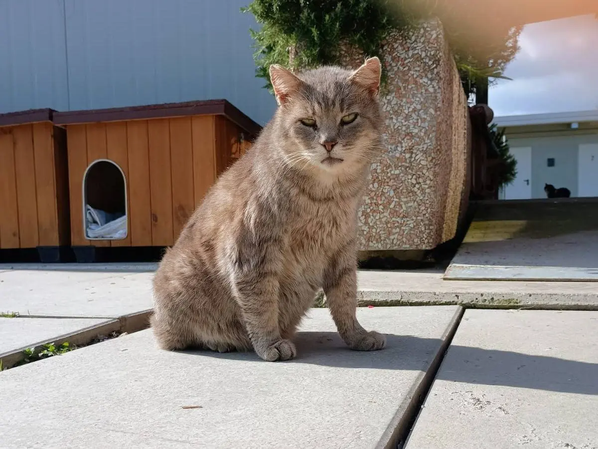 Vuoi adottare un gatto a Ravenna?