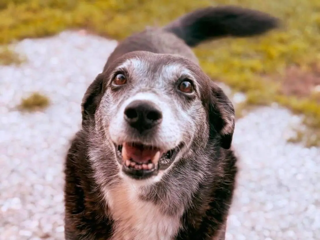 Adozione cane, femmina, Razza sconosciuta Razza sconosciuta, 7 anni e 10 mesi, taglia media, Bergamo