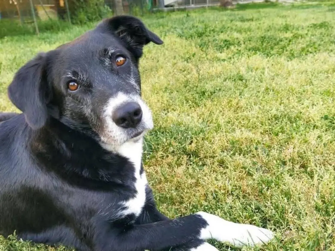Adotta un cane, femmina, 7 anni e 10 mesi, Bergamo