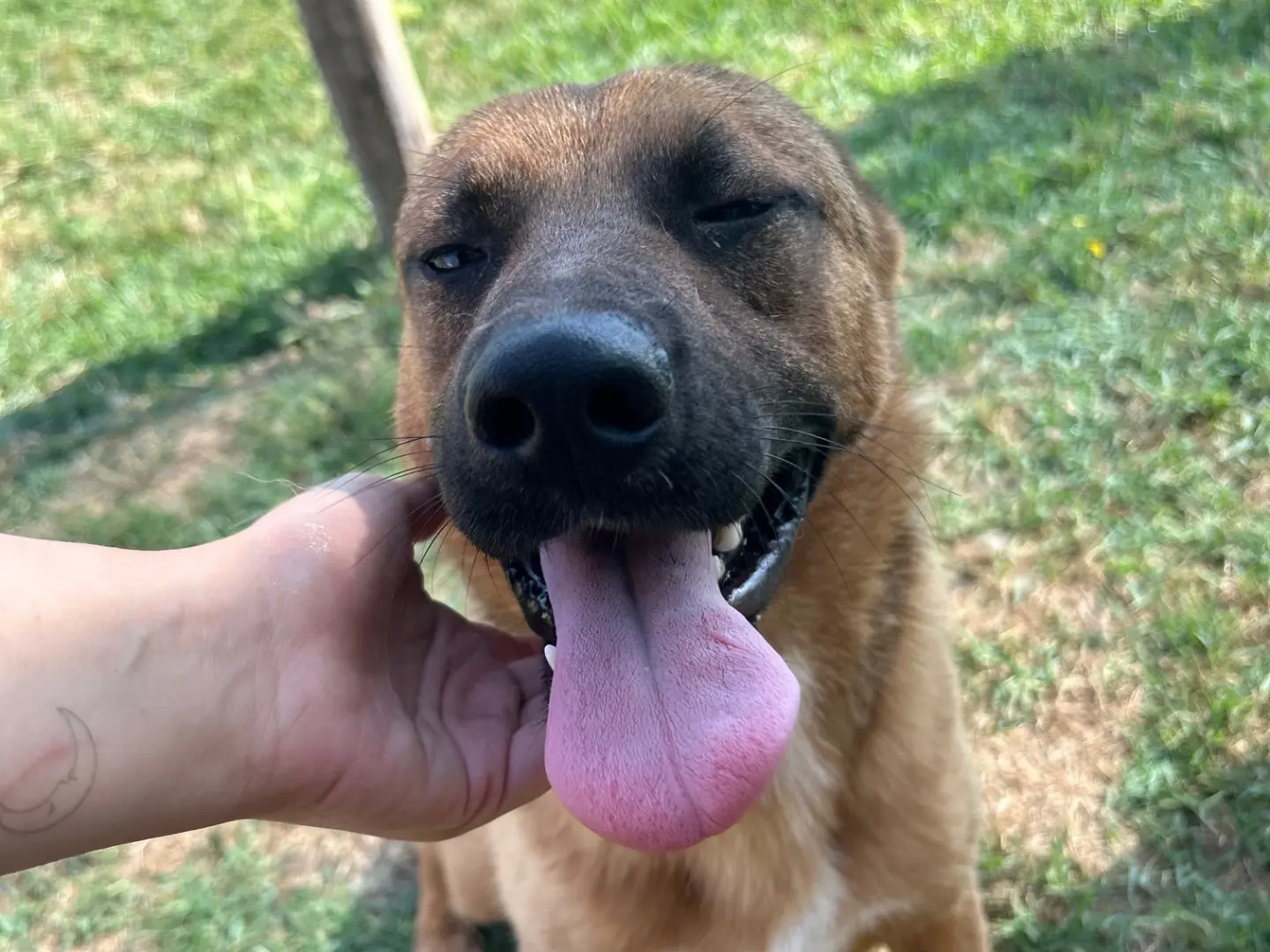 Adotta un cane, maschio, 3 anni e 8 mesi, Latina