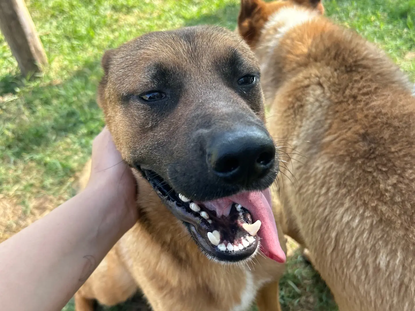 Adozione cane, maschio, Razza sconosciuta Razza sconosciuta, 3 anni e 8 mesi, taglia media contenuta, Latina
