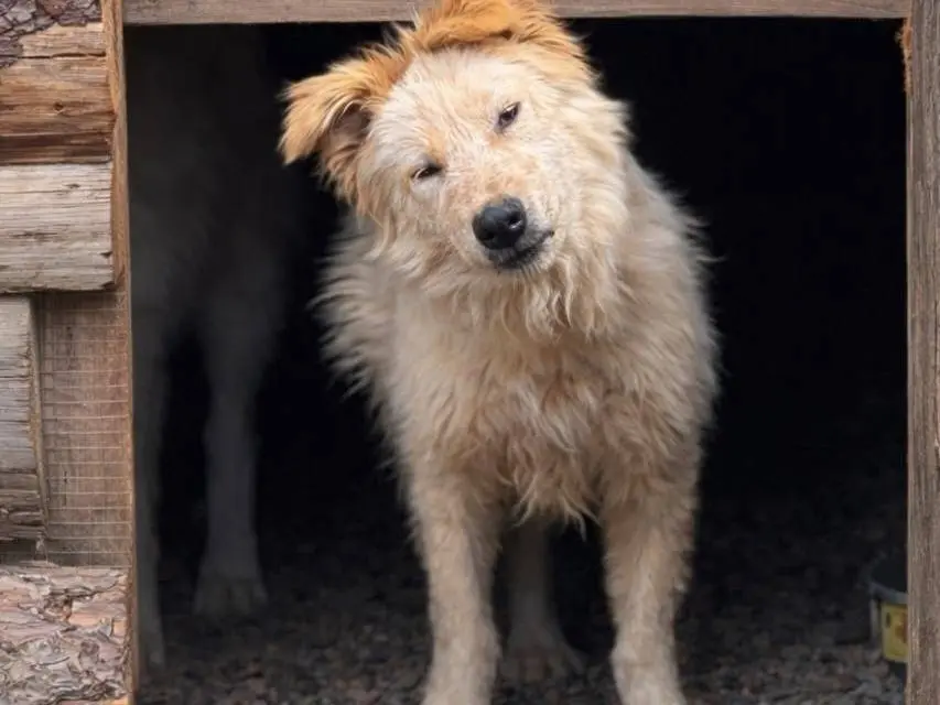 Adozione cane, femmina, Razza sconosciuta Razza sconosciuta, 2 anni e 7 mesi, taglia media contenuta, Crotone
