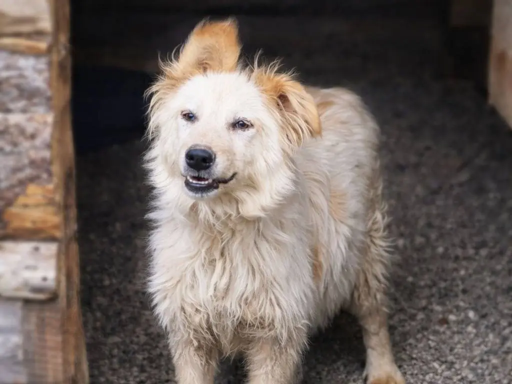 Adotta un cane, femmina, 2 anni e 7 mesi, Crotone