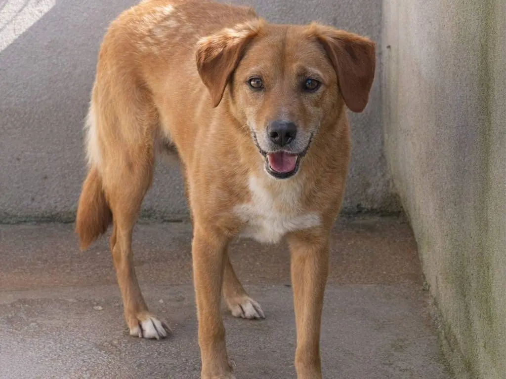 Adotta un cane, taglia media, femmina, Avellino