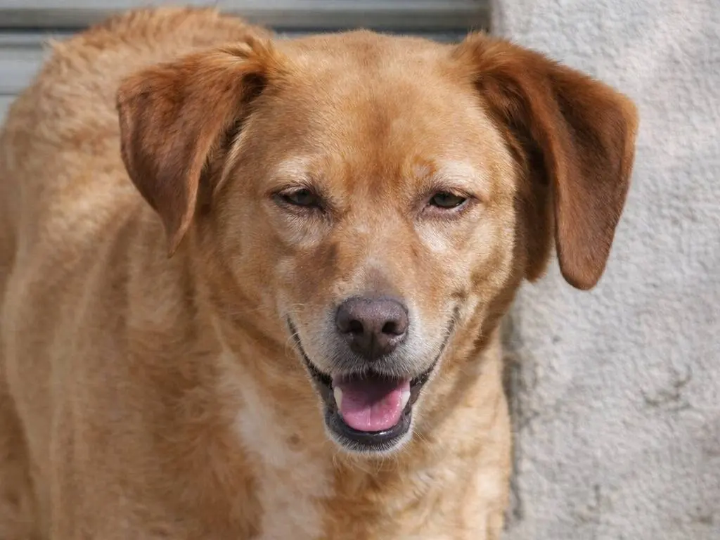 Adotta un cane, femmina, 9 anni, Avellino